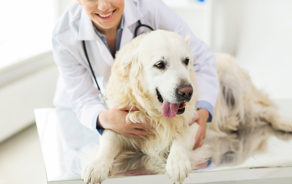 Arthritis In Pets FAQ